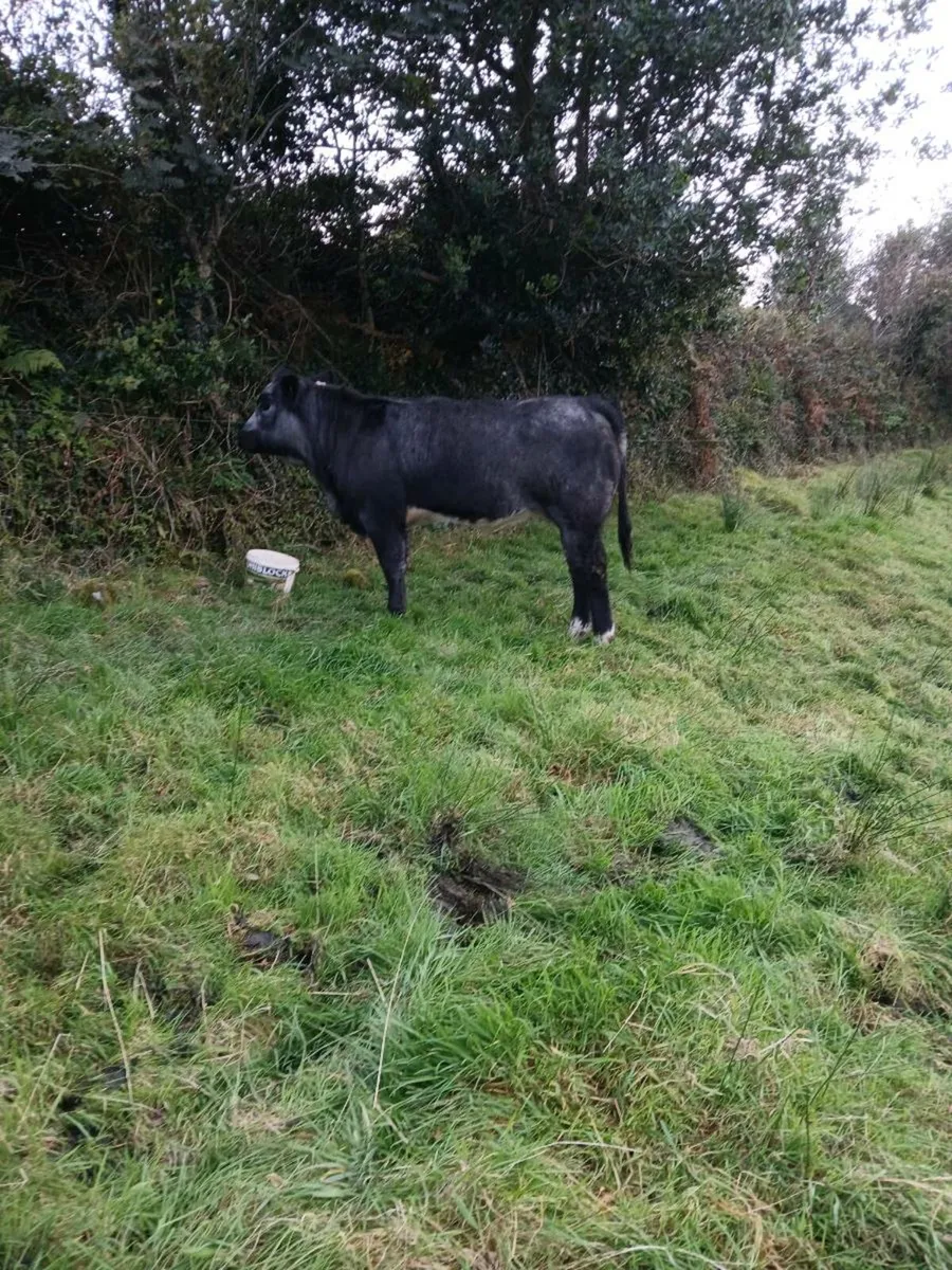 Suckler Heifer Weanlings - Image 1