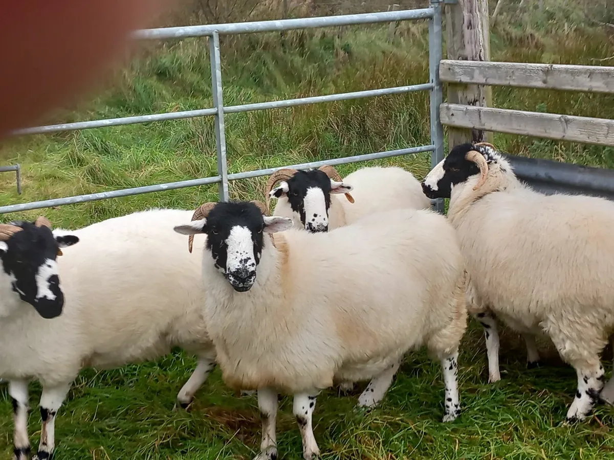 PB Roughfell Hoggets + Ram Lamb - Image 1