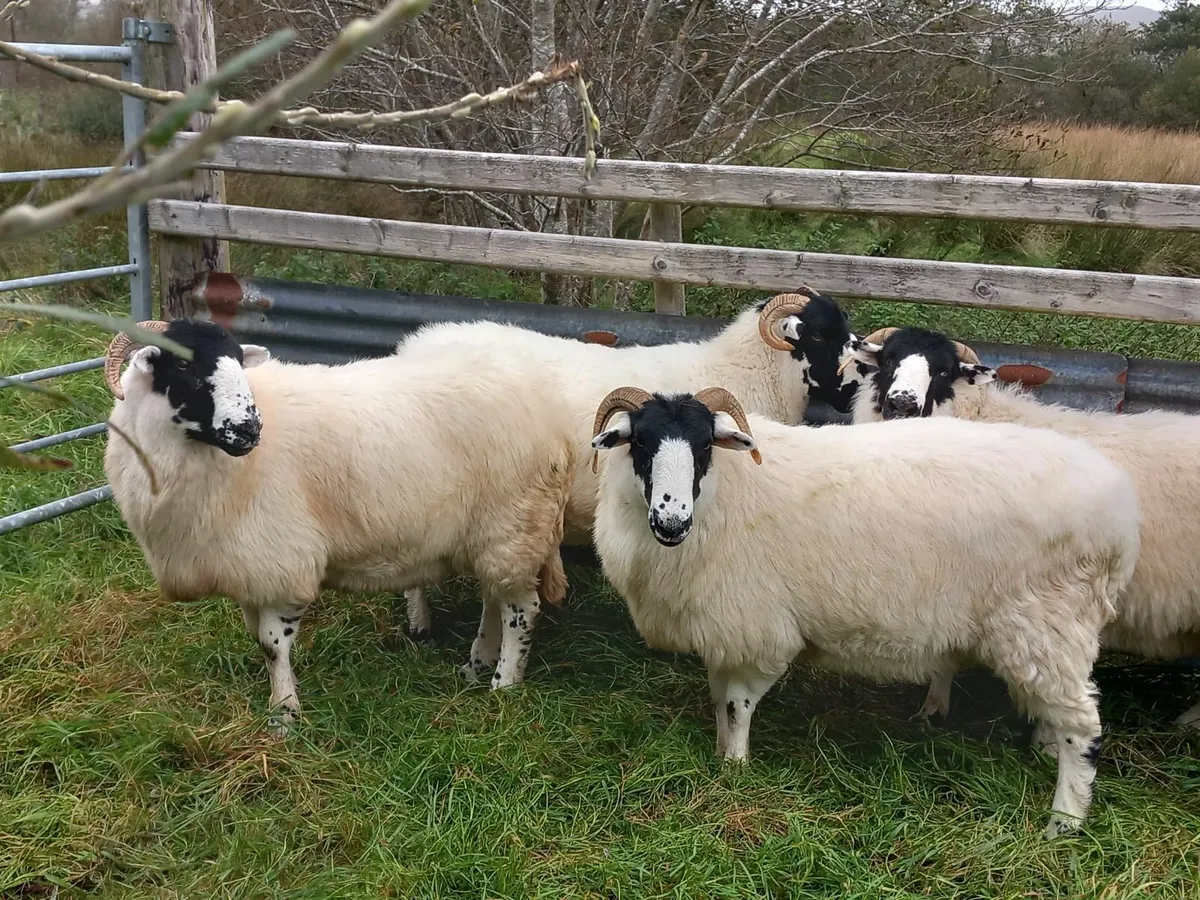 PB Roughfell Hoggets + Ram Lamb - Image 3