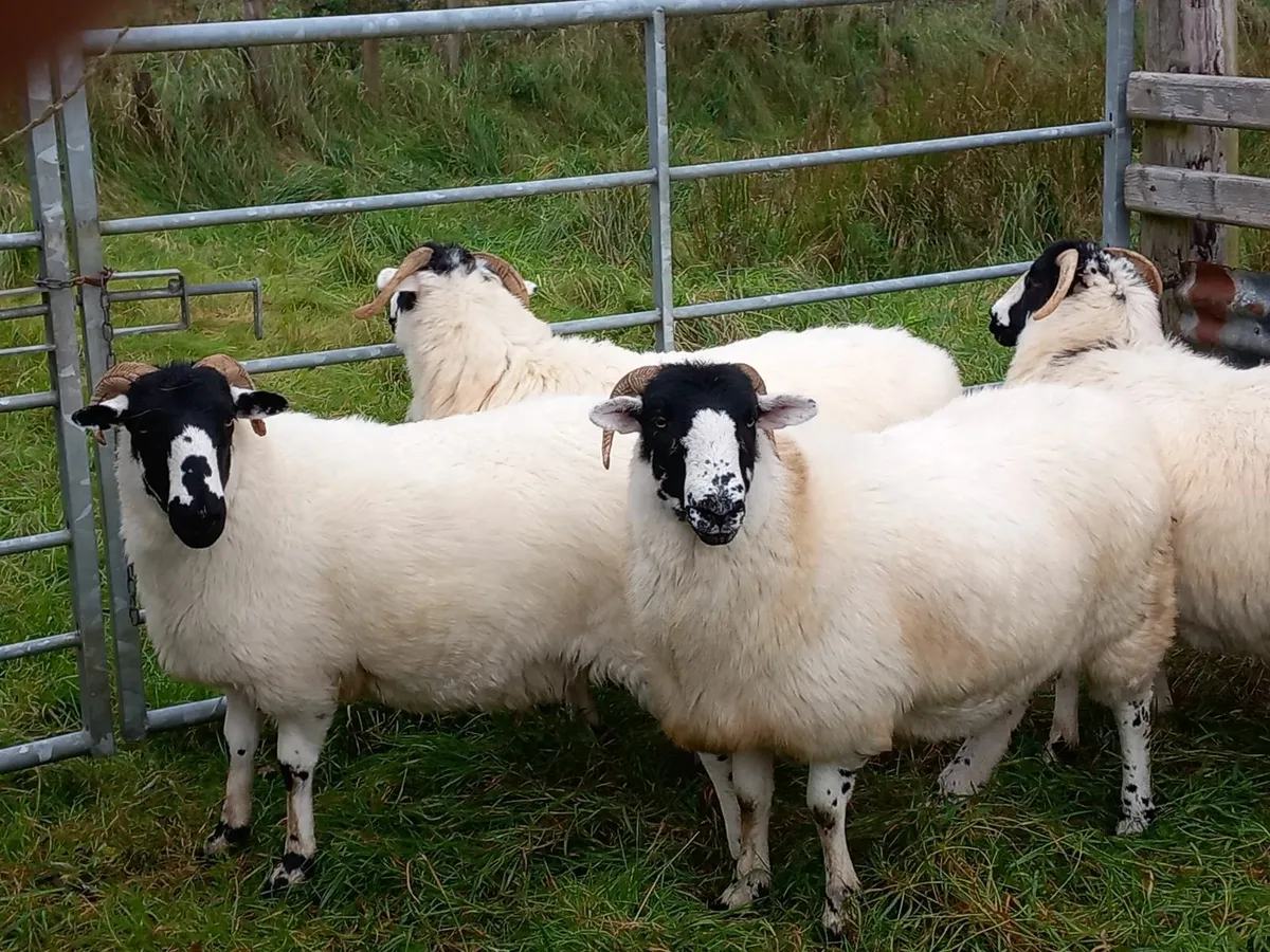 PB Roughfell Hoggets + Ram Lamb - Image 2