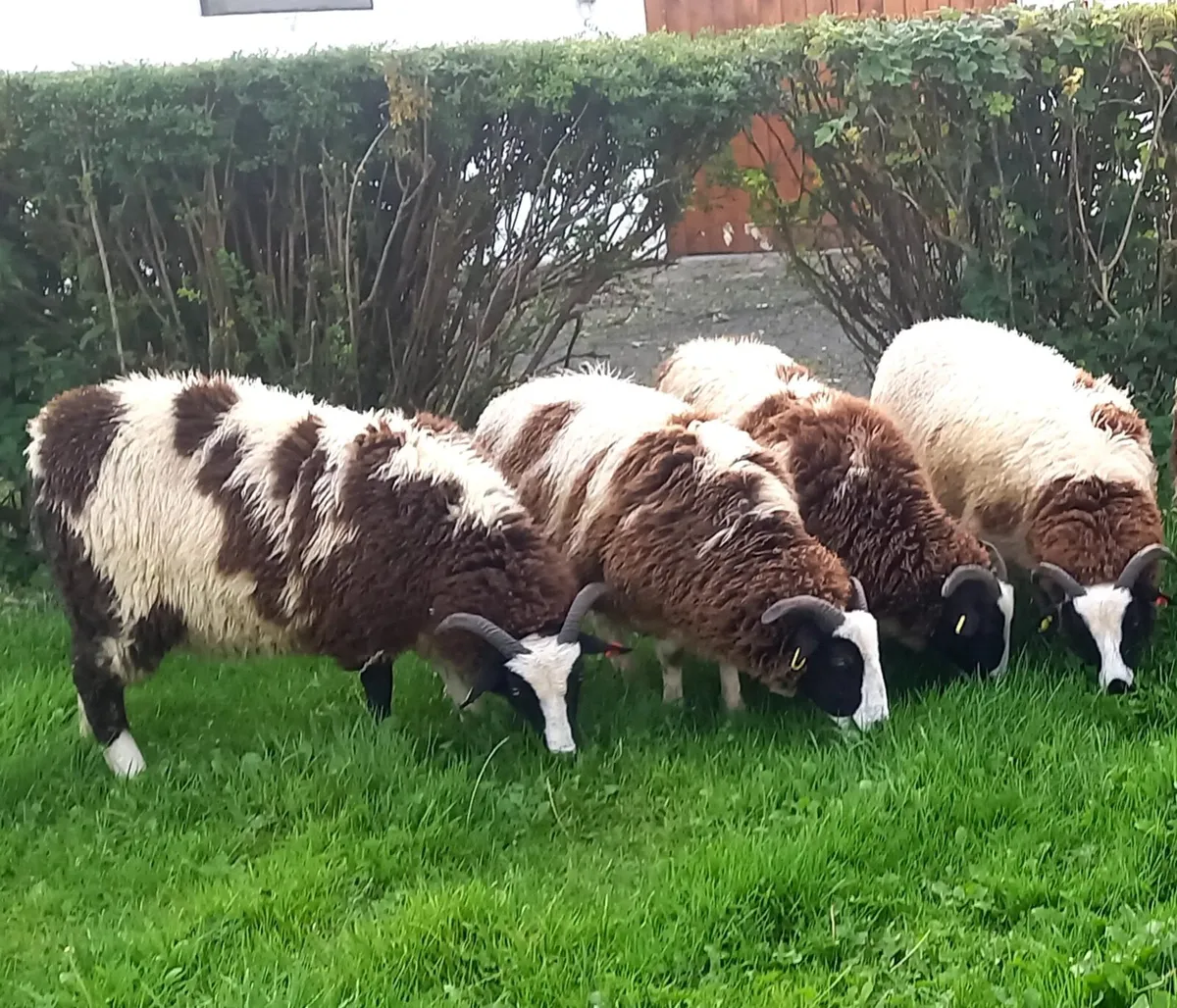JACOB     EWE    LAMBS