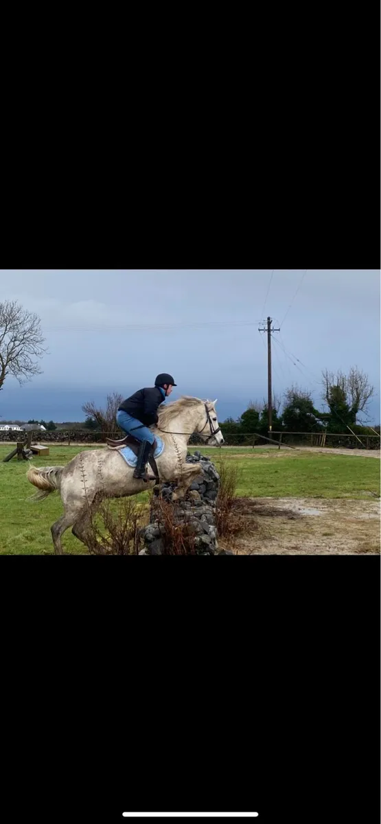 Connemara gelding - Image 2