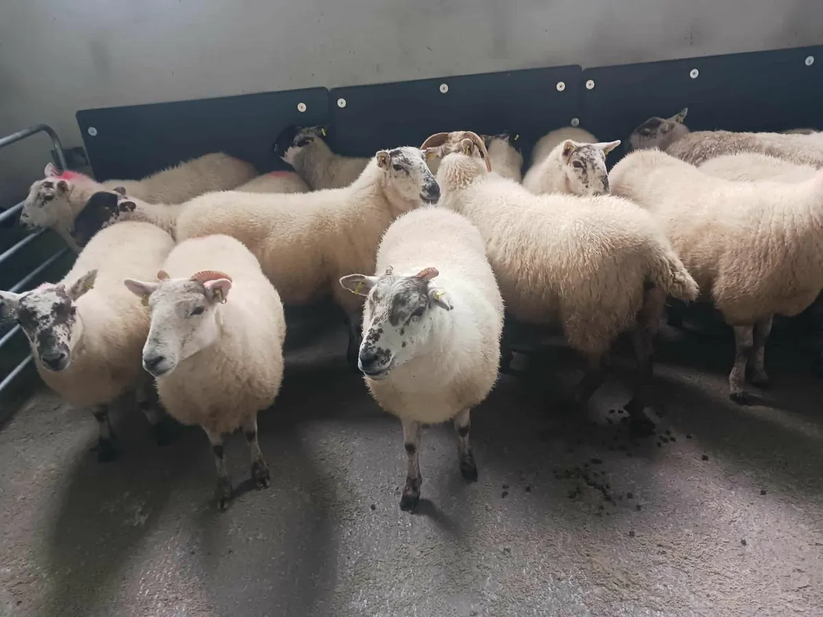 Hill tex and cross bred hogget ewes - Image 1
