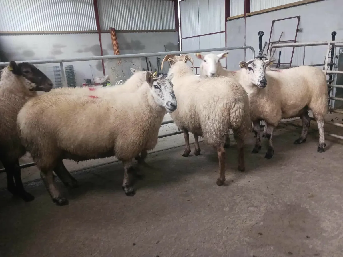 Hill tex and cross bred hogget ewes - Image 2