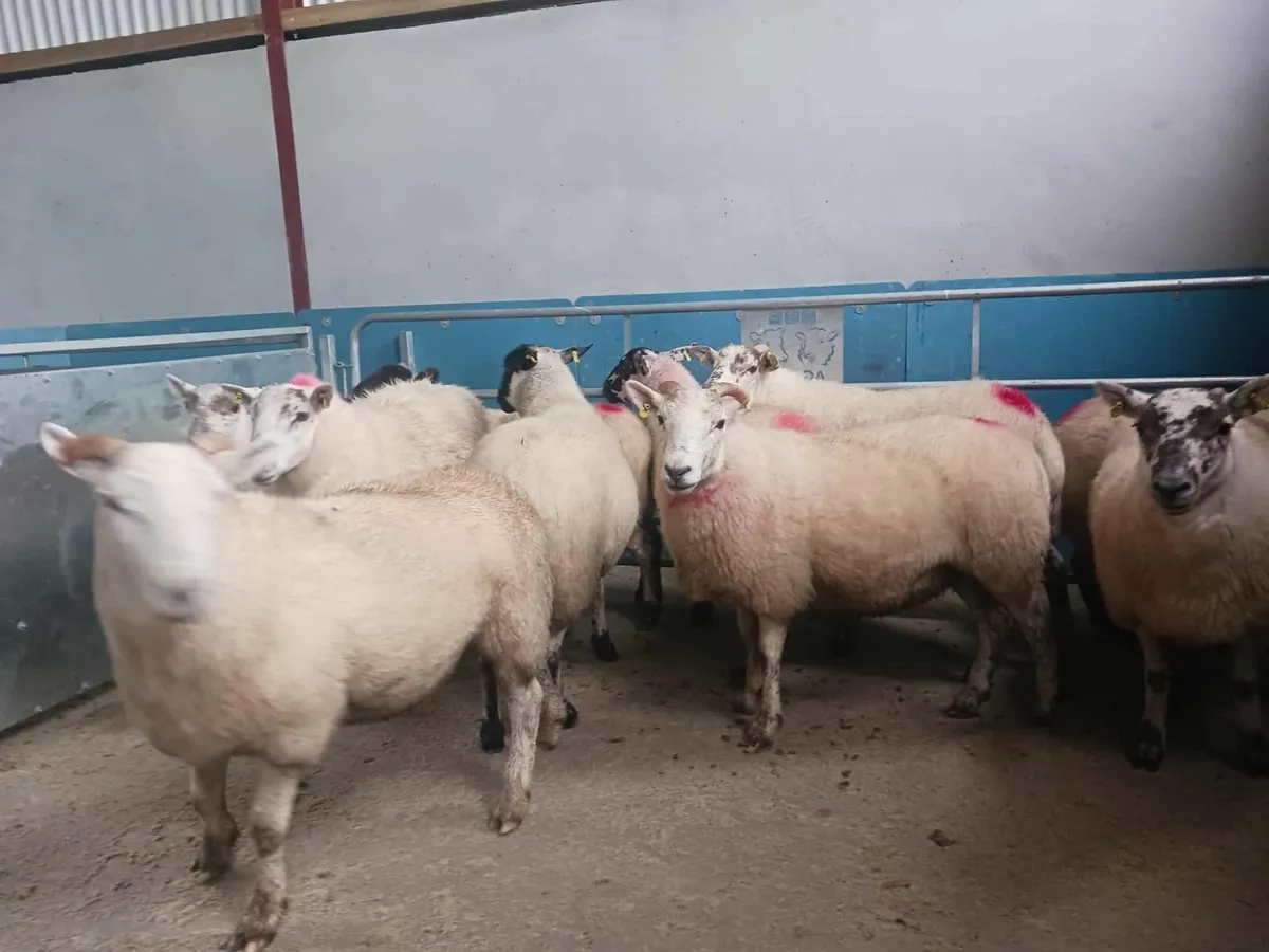 Hill tex and cross bred hogget ewes - Image 3