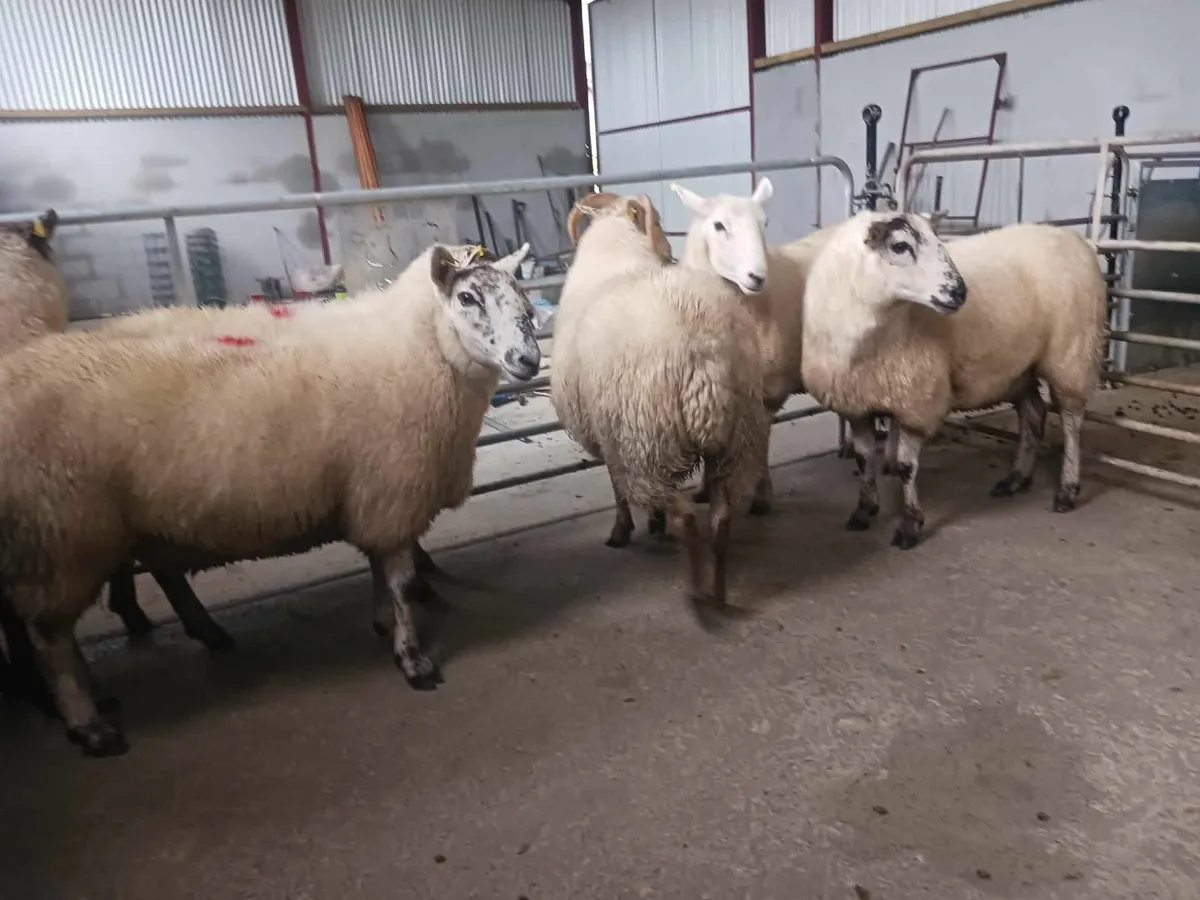 Hill tex and cross bred hogget ewes - Image 4