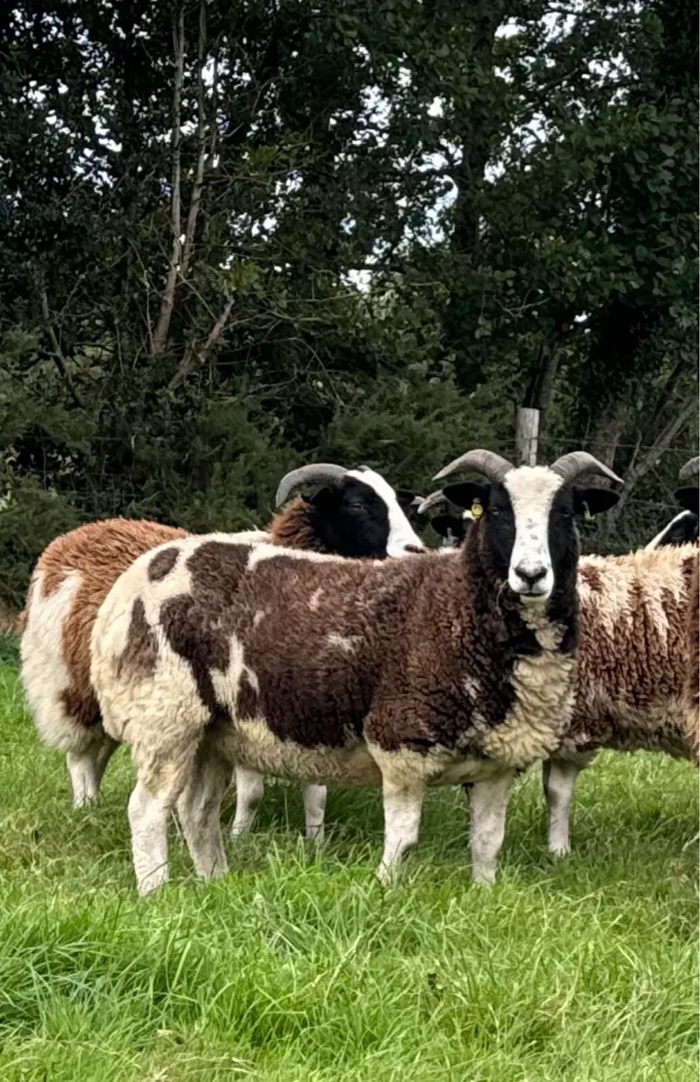 Pedigree Jacob Hoggots & Ewe lambs - Image 1