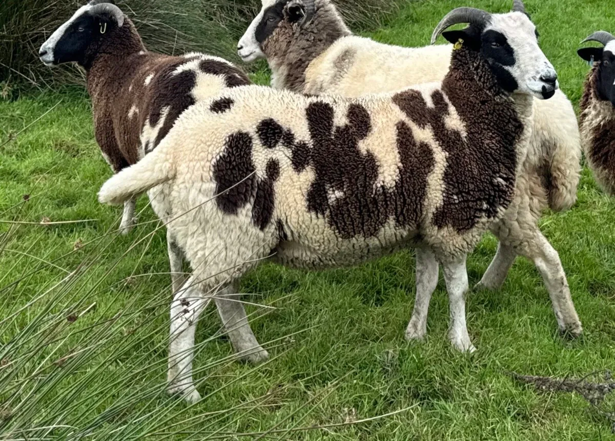 Pedigree Jacob Hoggots & Ewe lambs - Image 2