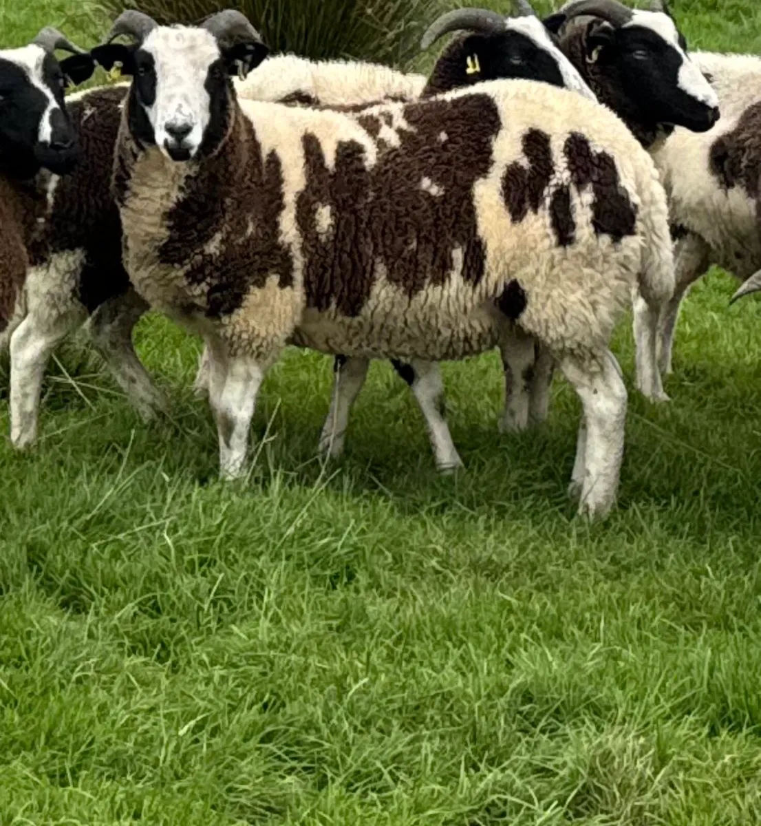 Pedigree Jacob Hoggots & Ewe lambs - Image 3