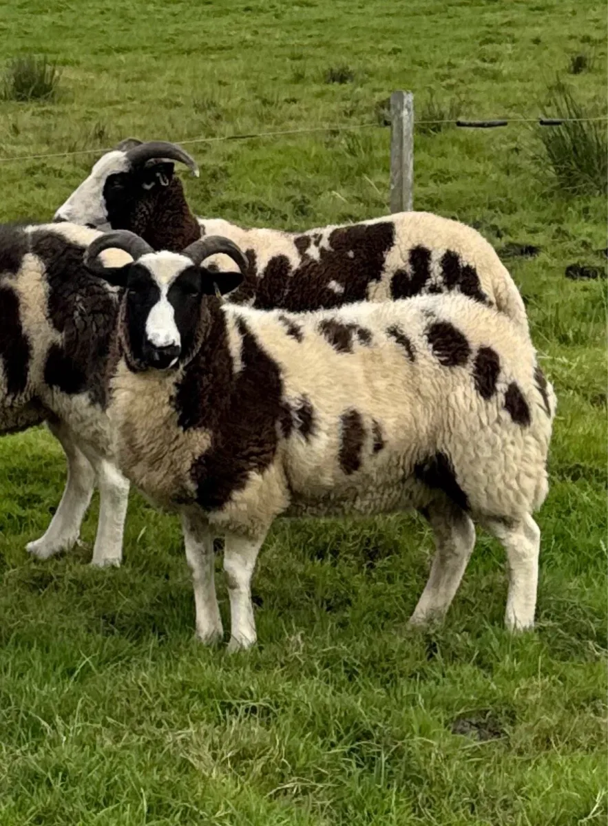 Pedigree Jacob Hoggots & Ewe lambs - Image 4