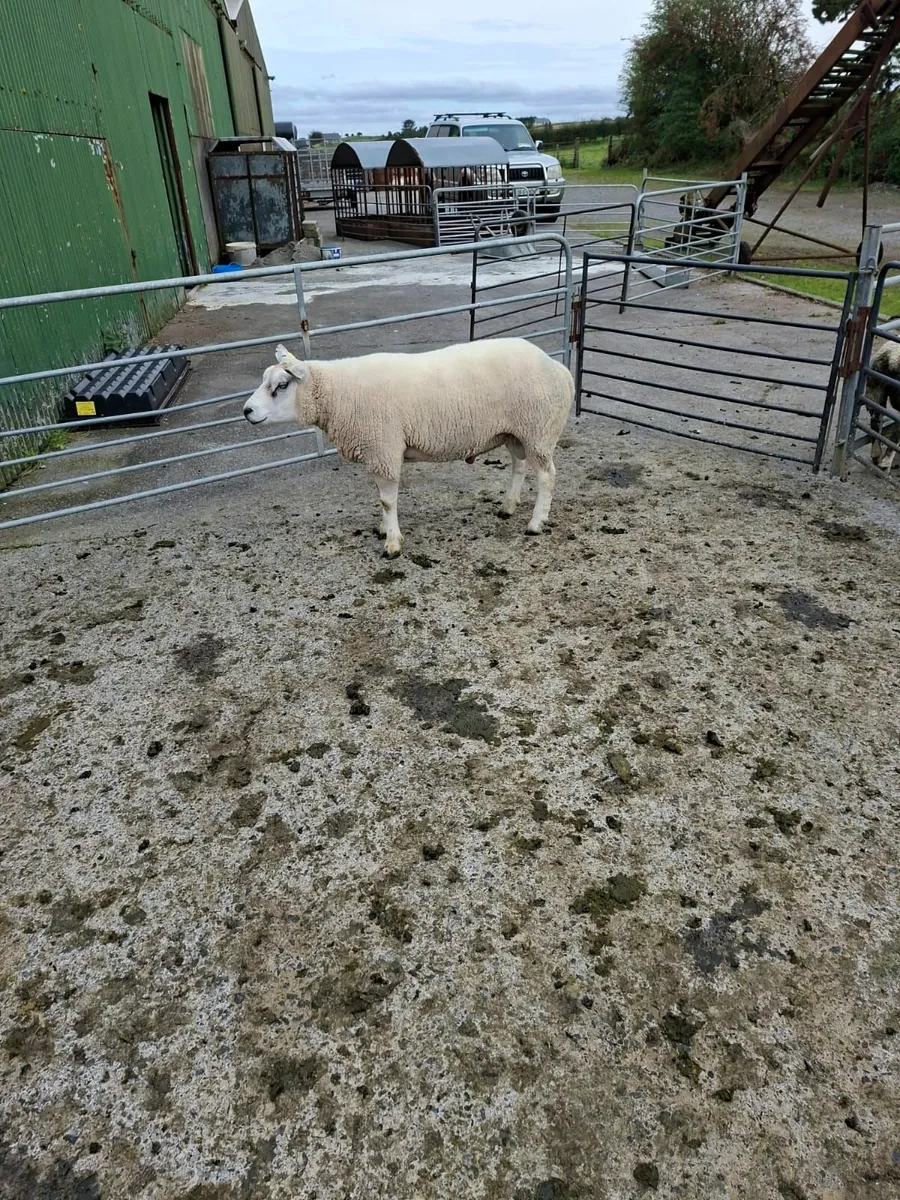 Beltex x Hogget Ram