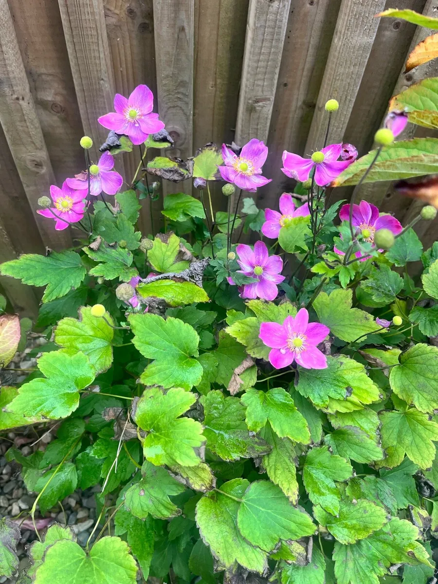 Plants in a big buckets - Image 1