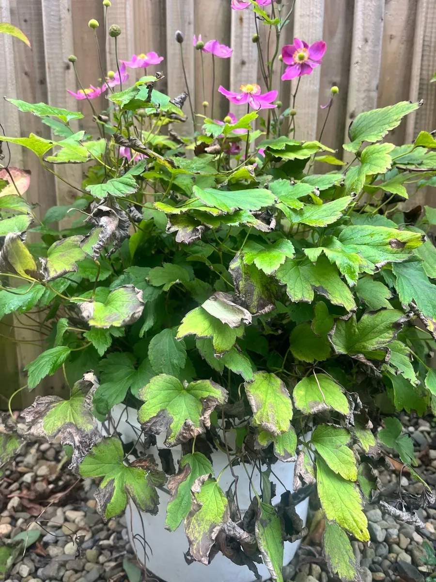 Plants in a big buckets - Image 2