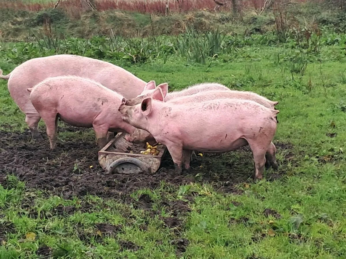 Organic grass fed piglets,guilts,sows ,and boars - Image 1