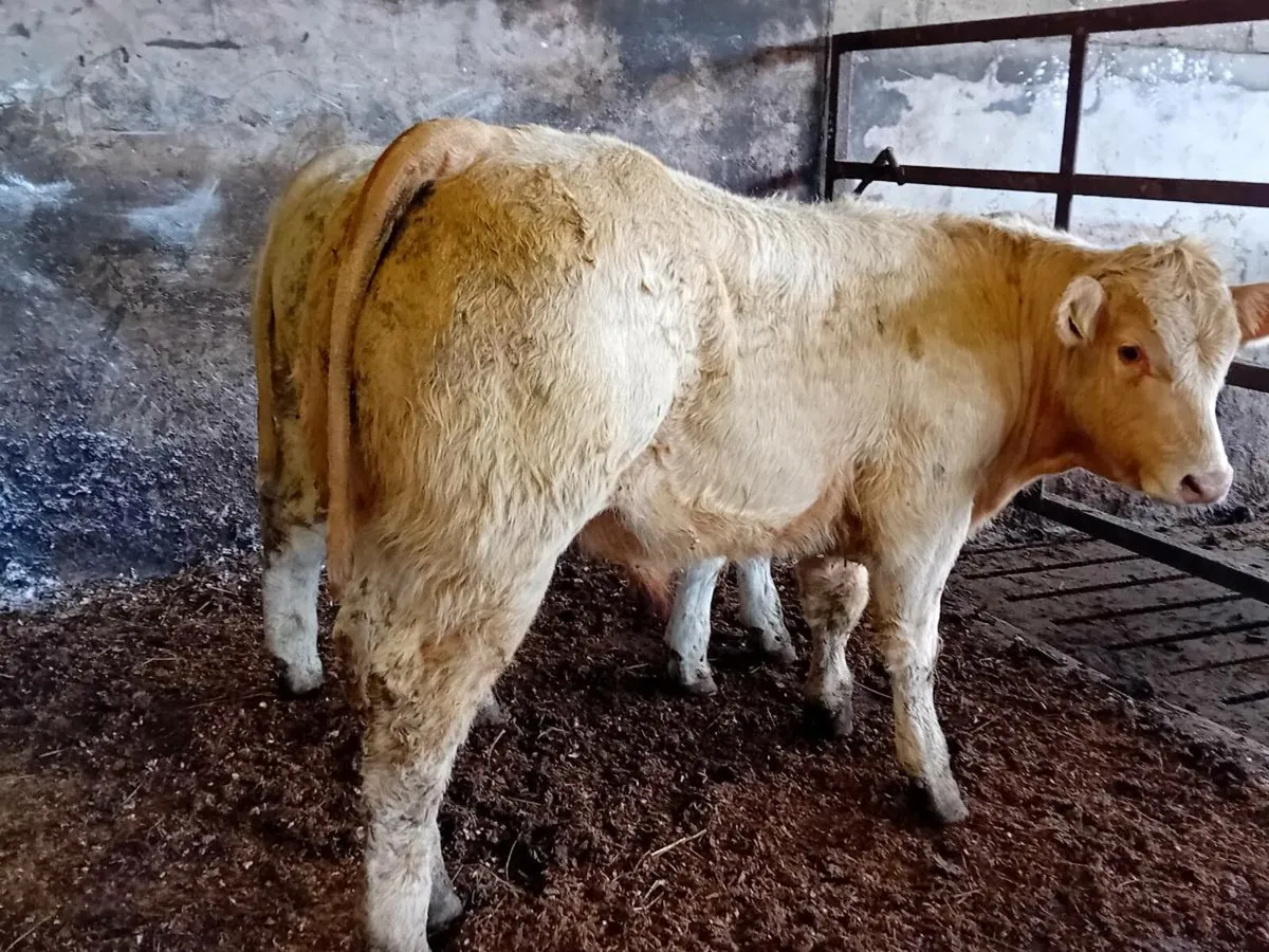 10 Smashing Charlaois bull Weanlings - Image 2
