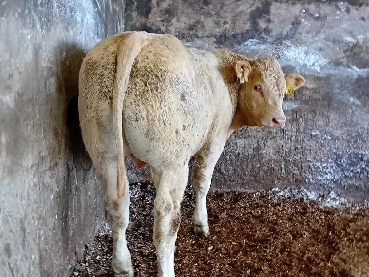 10 Smashing Charlaois bull Weanlings - Image 3