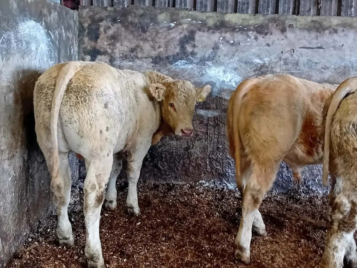 10 Smashing Charlaois bull Weanlings - Image 4