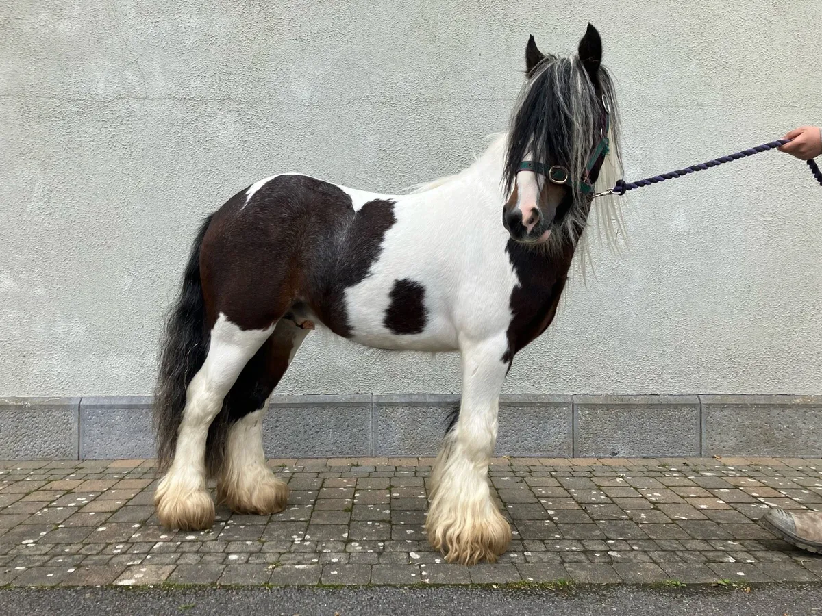 Cob pony - Image 1