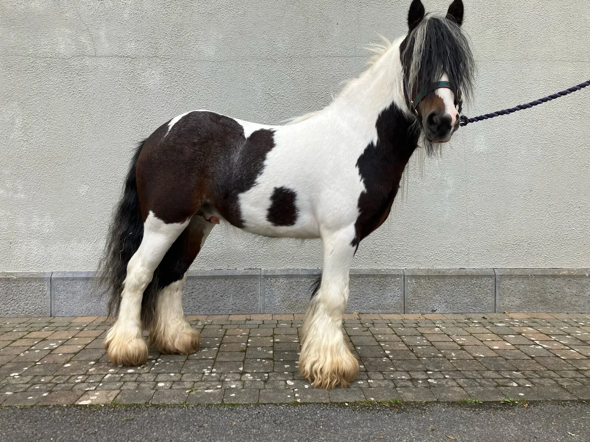 Cob pony - Image 2
