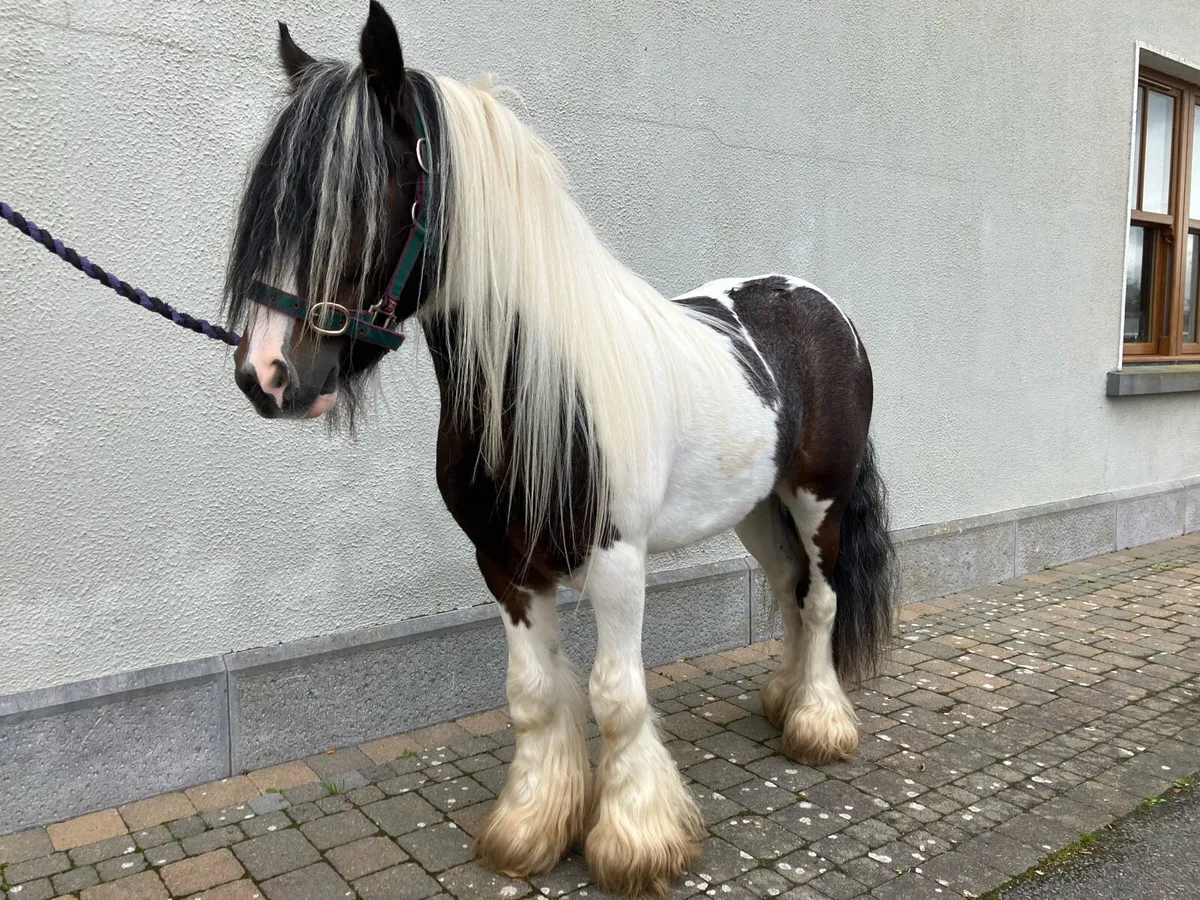 Cob pony - Image 3