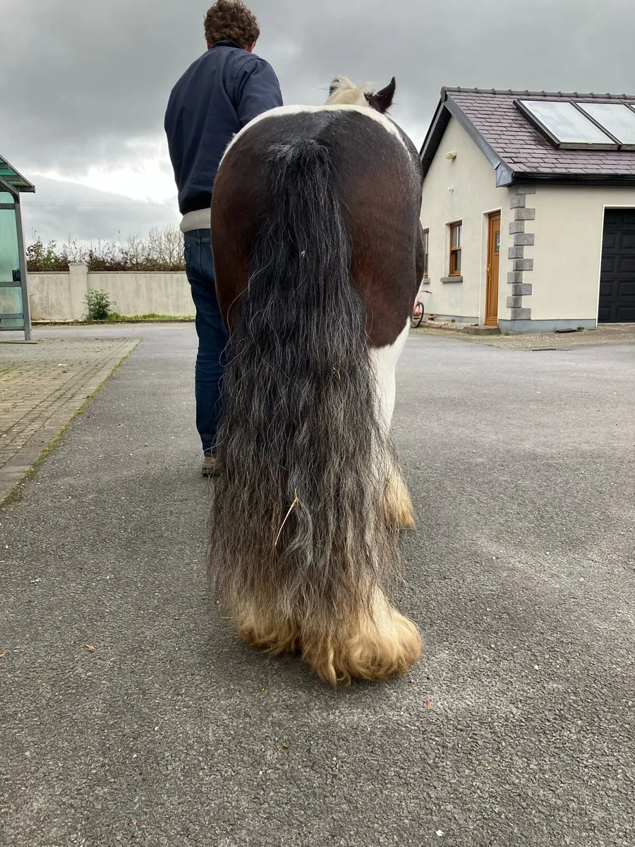 Cob pony - Image 4