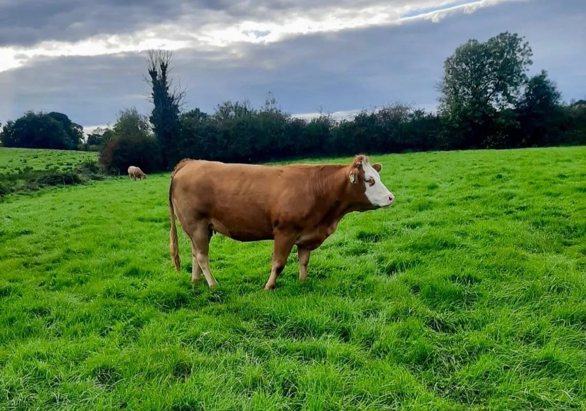 Livestock - Image 4