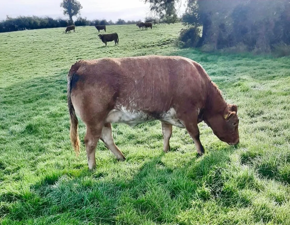 Livestock - Image 3