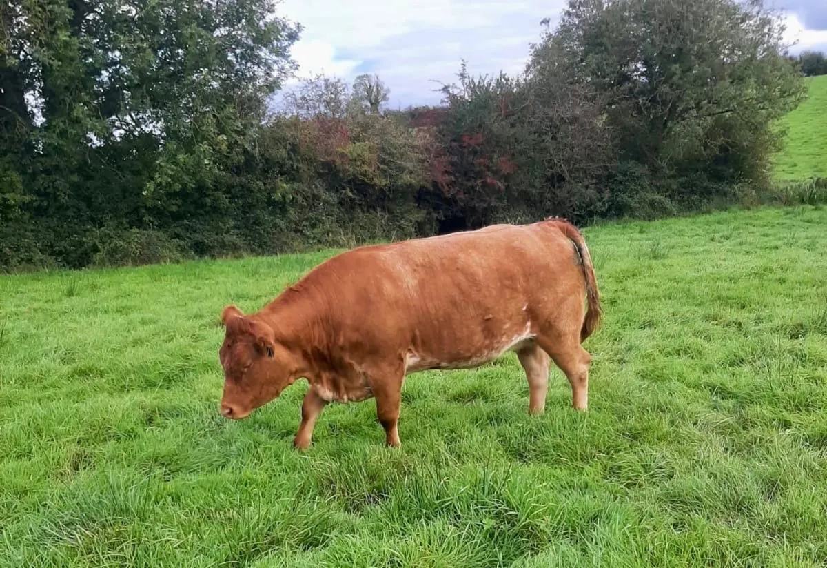 Livestock - Image 2