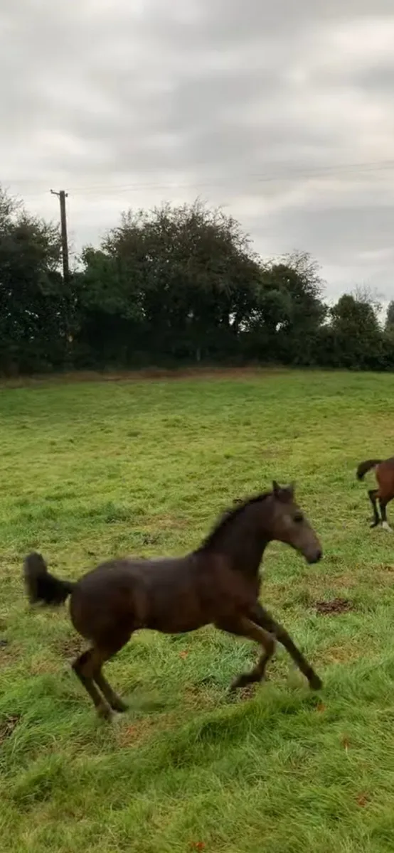 TIH filly - Image 2