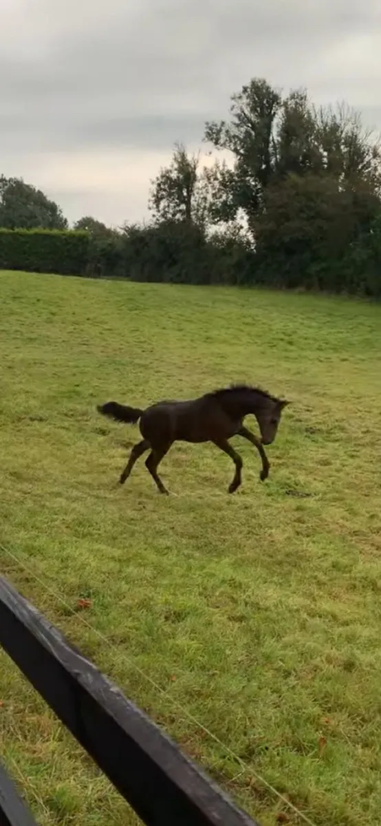 TIH filly - Image 3