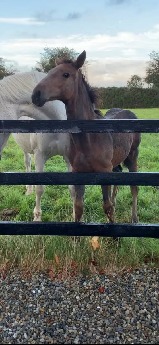 TIH filly - Image 4