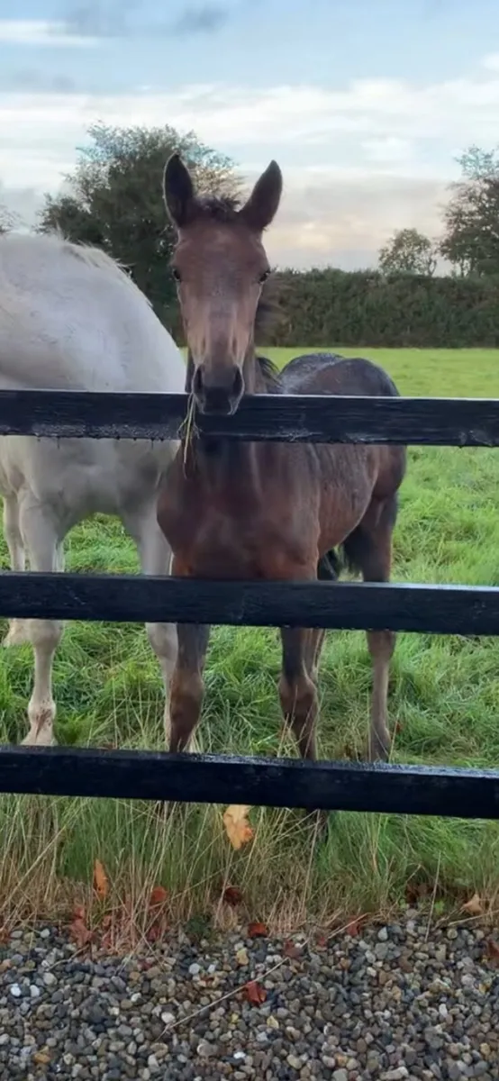 TIH filly - Image 1
