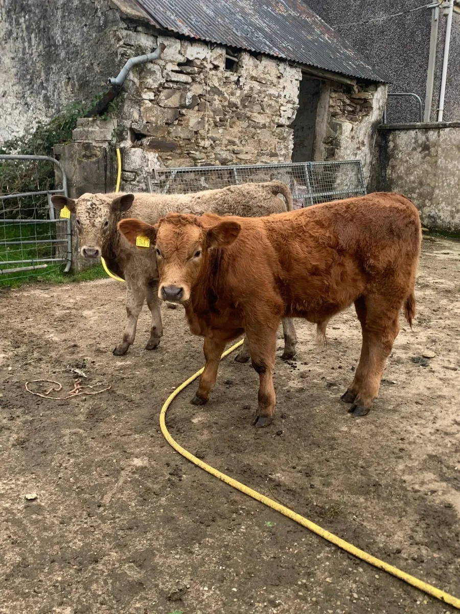 Hill rared calves - Image 1