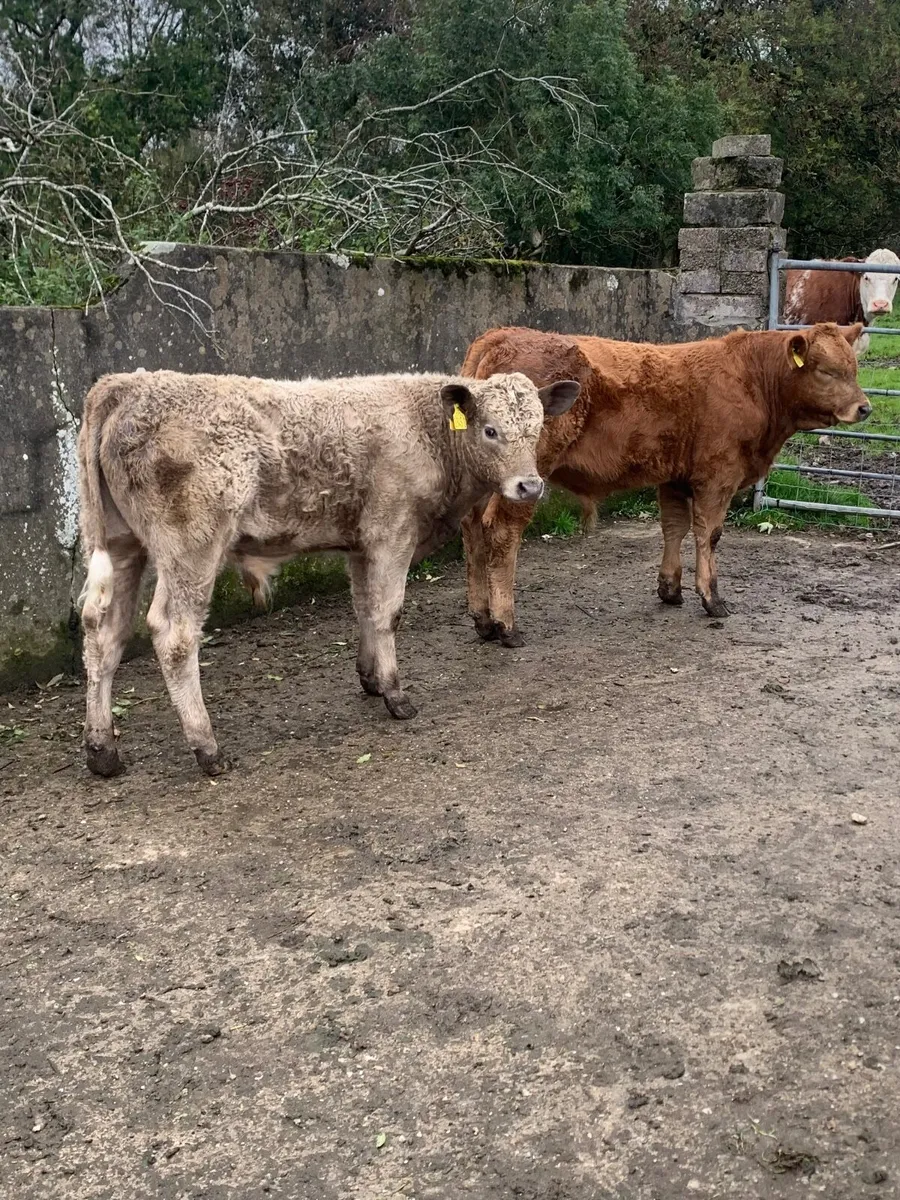 Hill rared calves - Image 2