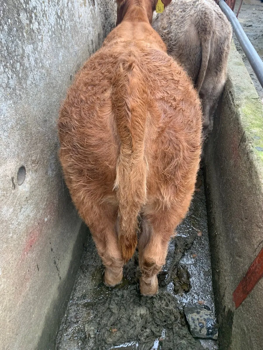 Hill rared calves - Image 3