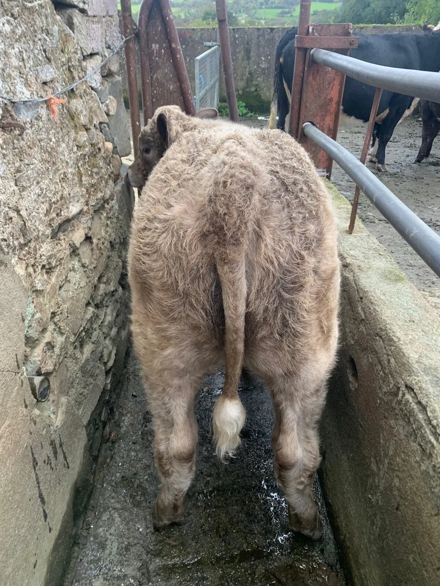 Hill rared calves - Image 4