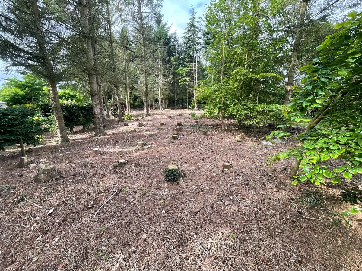 Stump grinding - Image 2