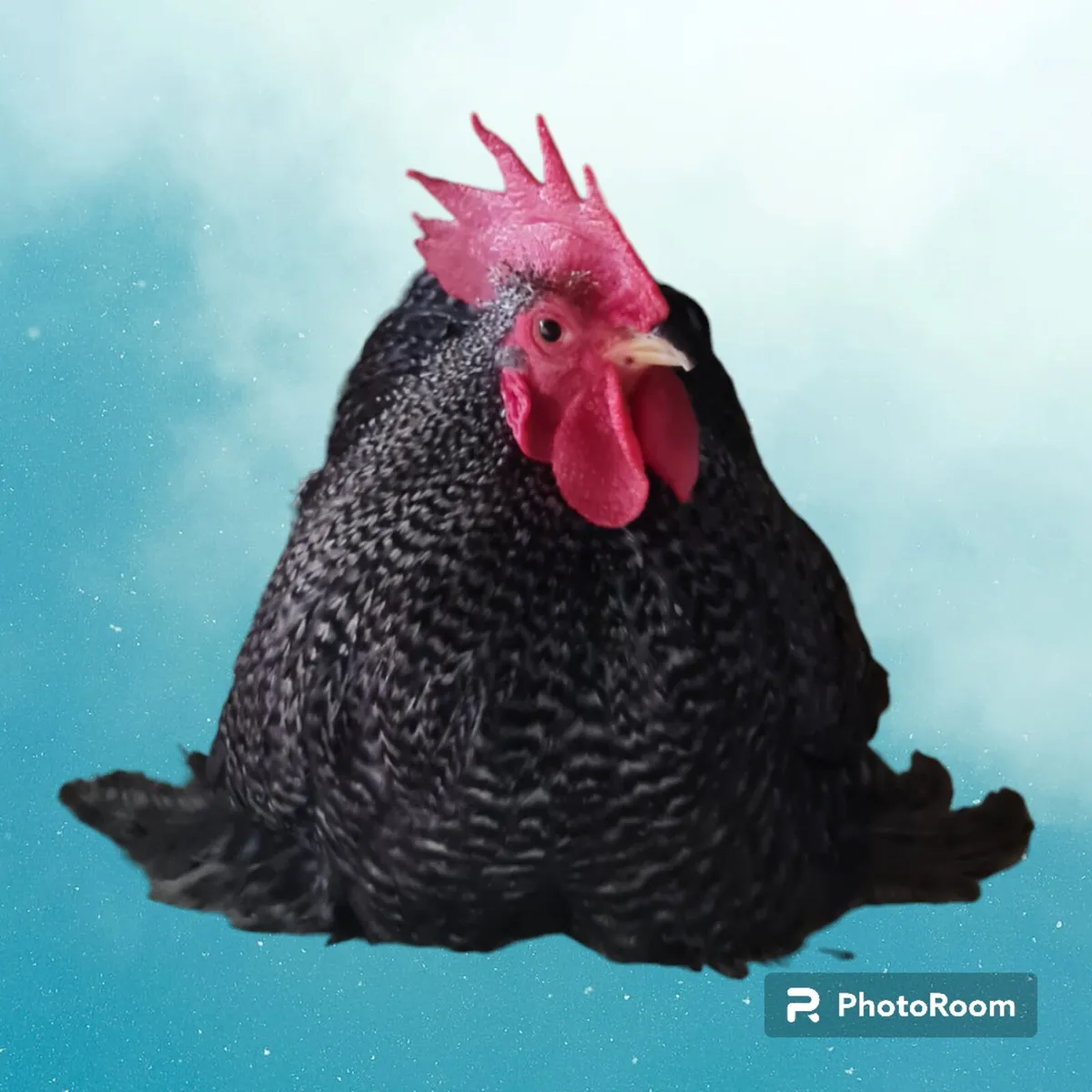 Cuckoo Pekin Pair - Image 1