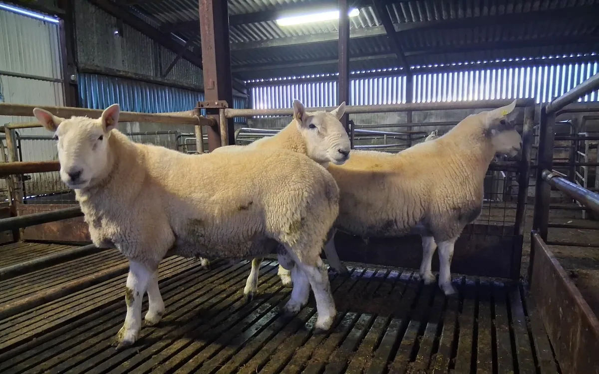 Cheviot rams - Image 1