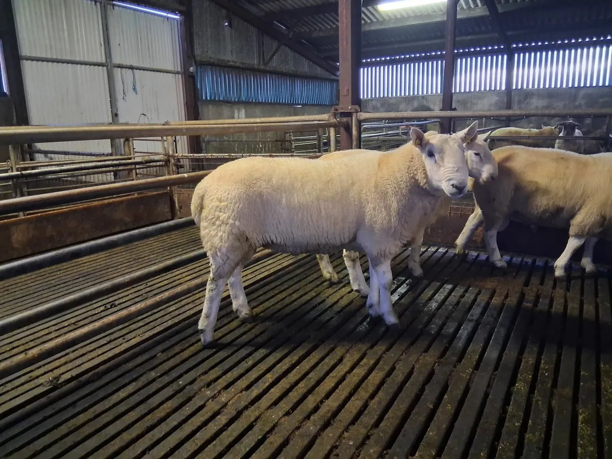 Cheviot rams - Image 2