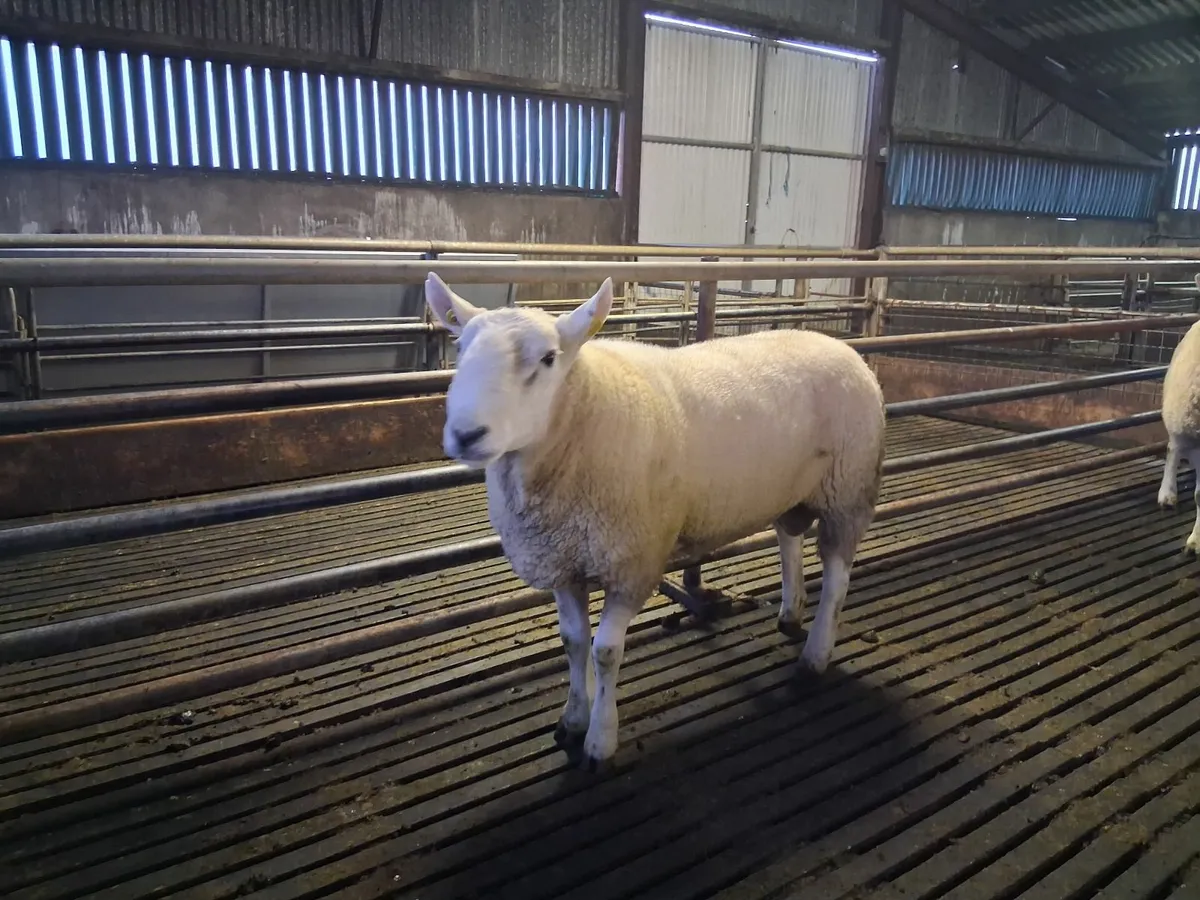 Cheviot rams - Image 3