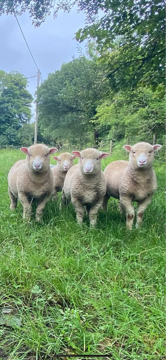 Dorset Ram Lambs, pure bred, non registered.