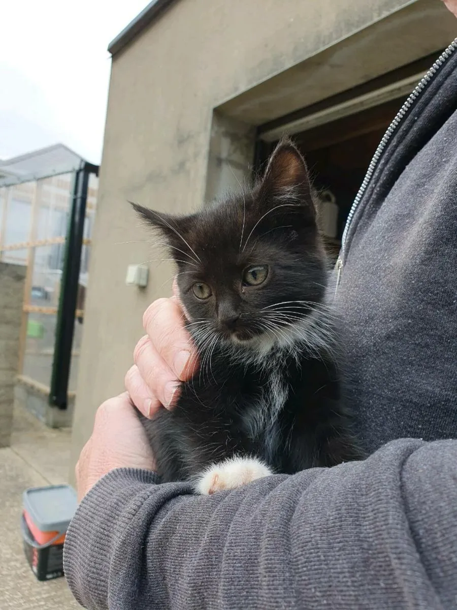 Kittens - Free to Good Home - Image 2