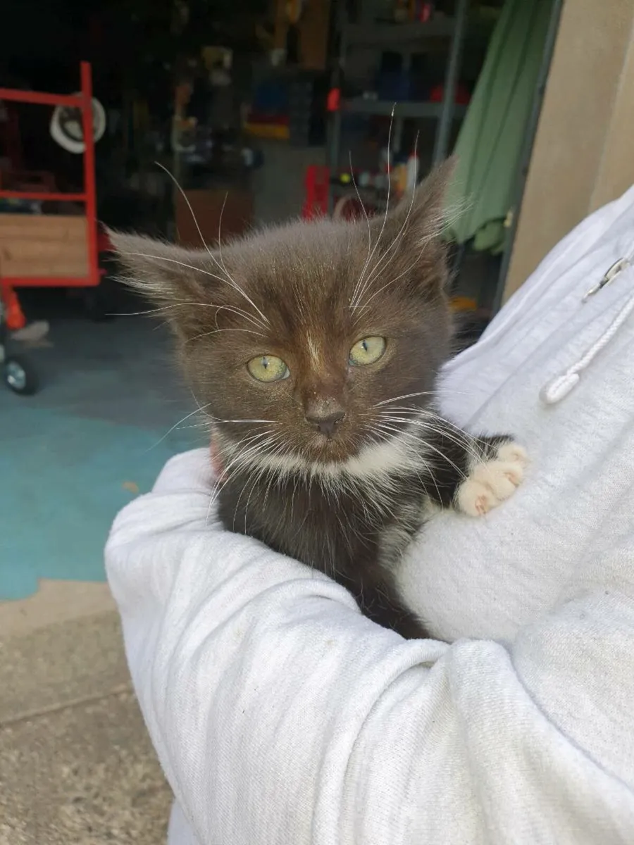 Kittens - Free to Good Home - Image 1