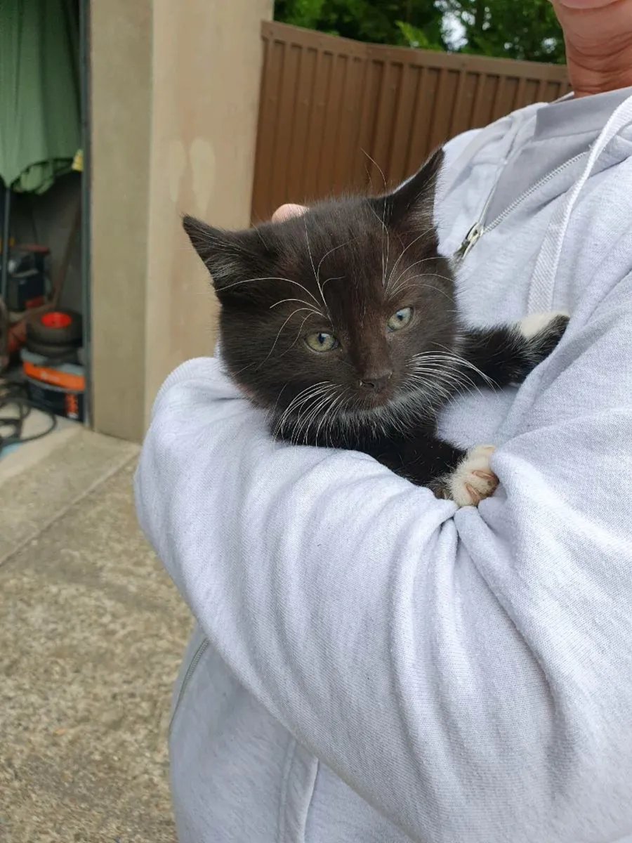 Kittens - Free to Good Home - Image 3
