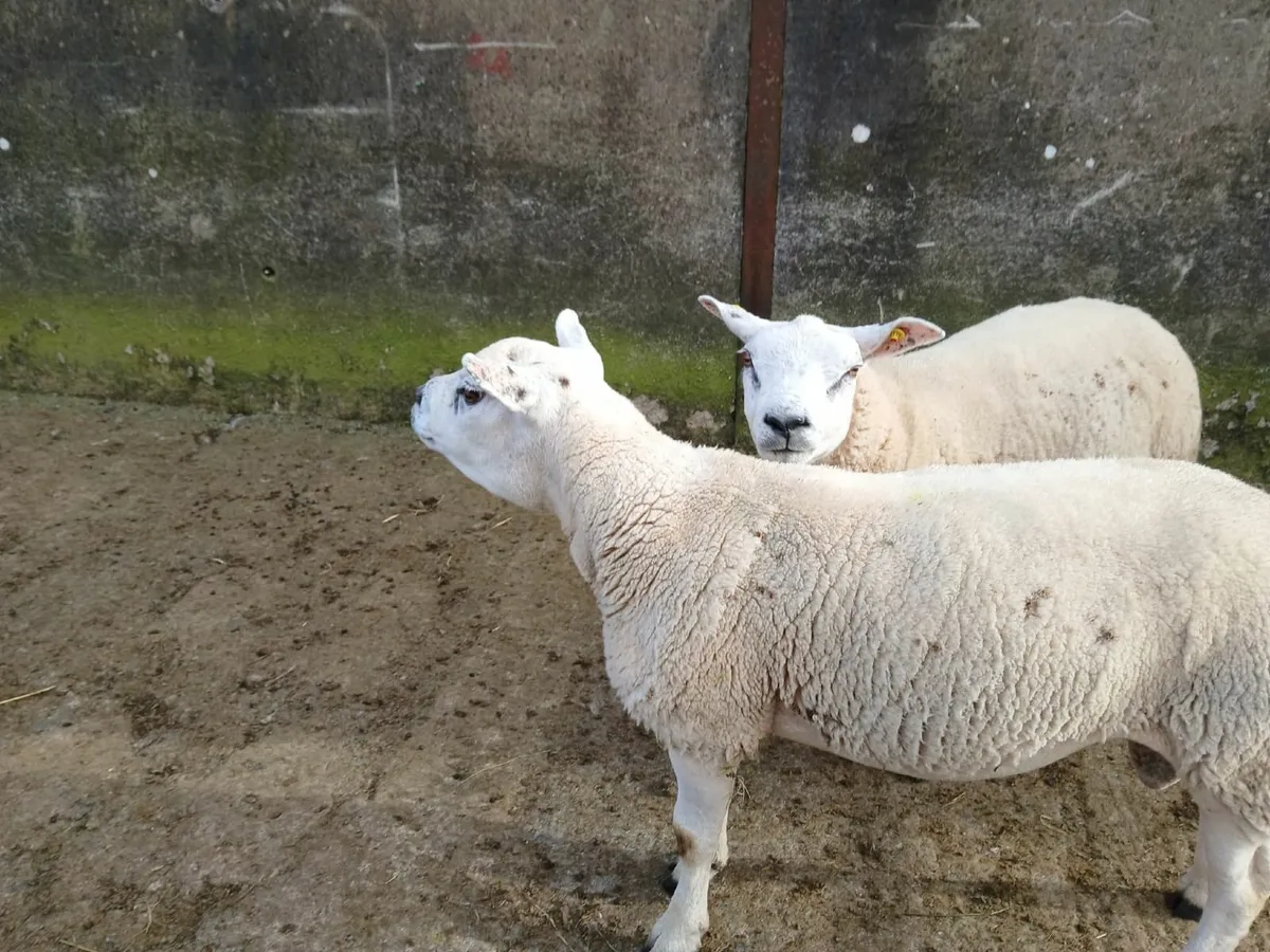 2 Texel Rams - Image 2