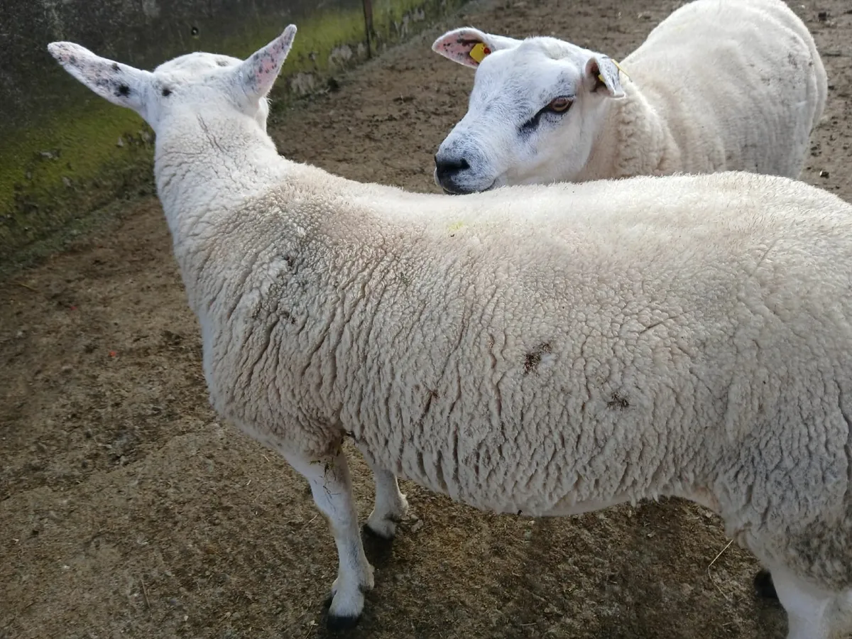 2 Texel Rams - Image 4