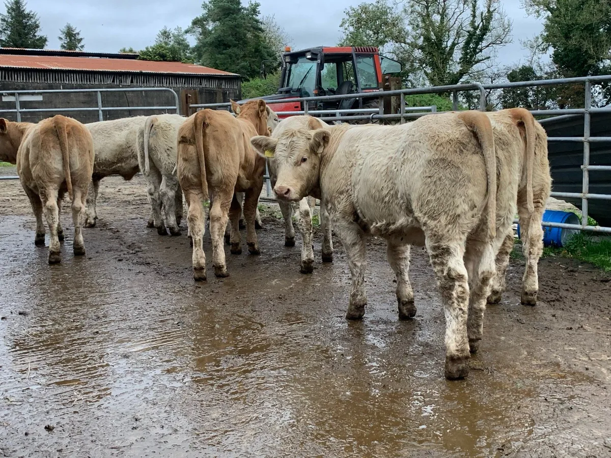 11 u grade heifers 330kg - Image 2