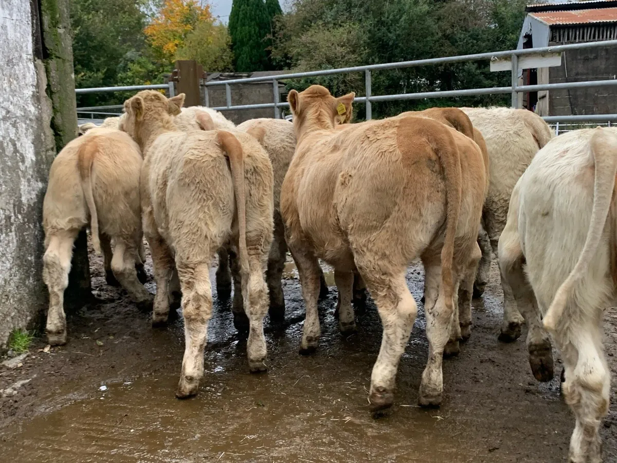 11 u grade heifers 330kg - Image 1