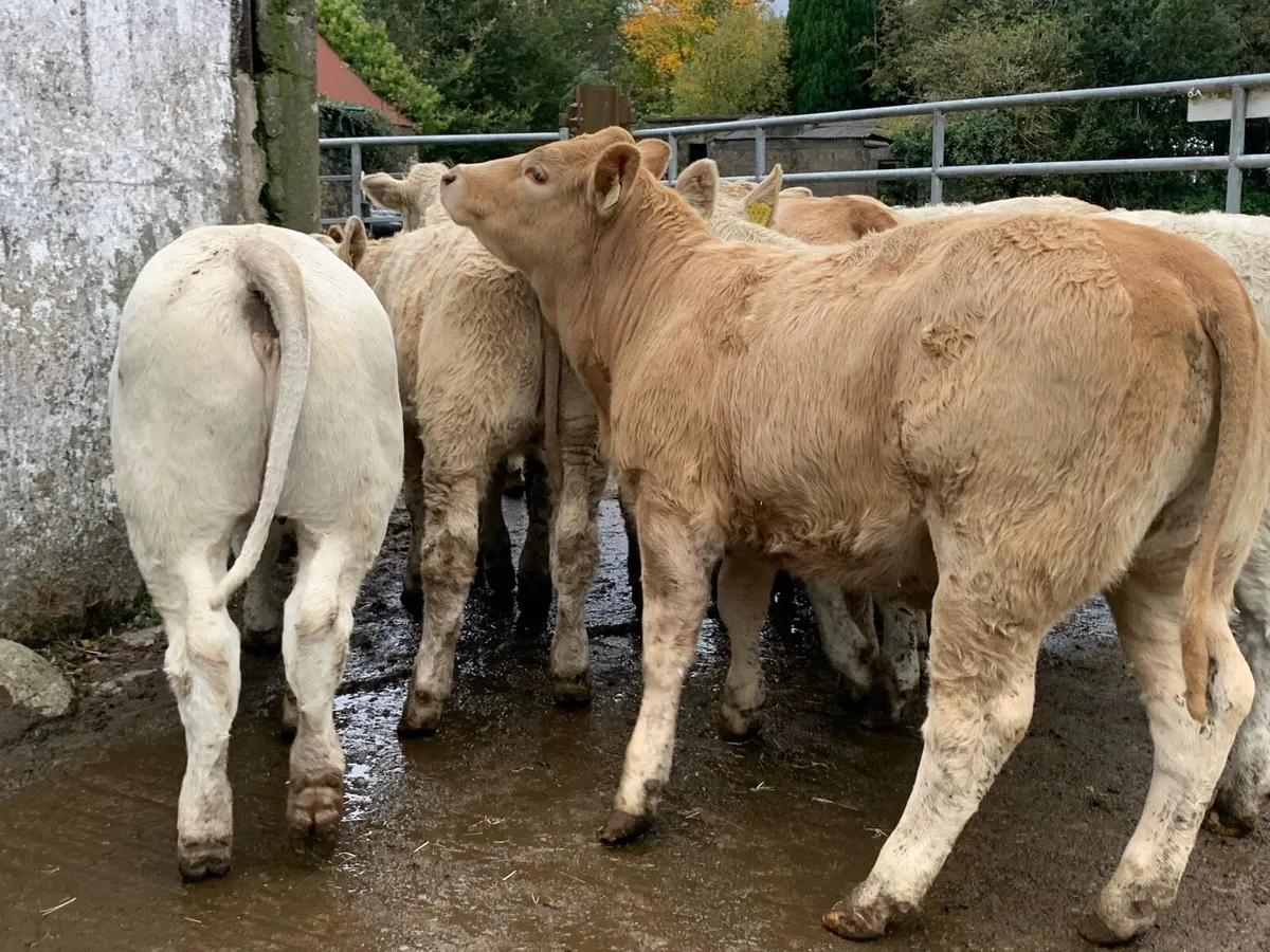 11 u grade heifers 330kg - Image 3